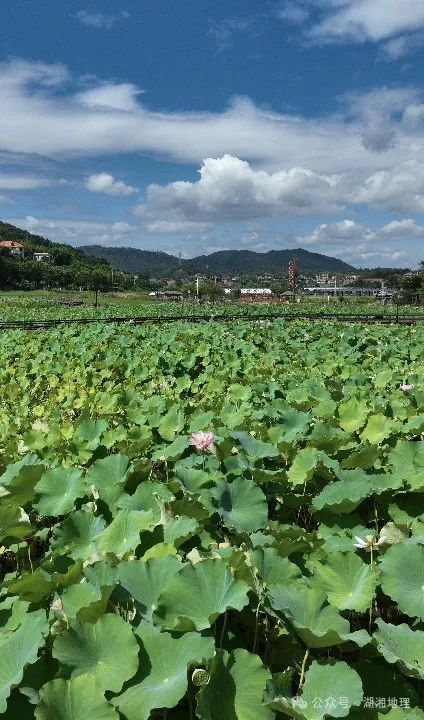 百度蜘蛛池價格:洪湖蜘蛛池，探尋神秘生物的生態(tài)家園