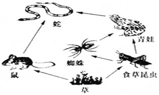 百度蜘蛛池引流:食物鏈中的蜘蛛池，生態(tài)系統(tǒng)的神秘一環(huán)