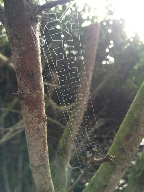 百度蜘蛛池效果:揭秘蜘蛛池的大肚子，自然界中的神奇生物現(xiàn)象