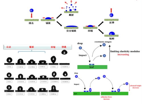 百度蜘蛛池效果:華誠(chéng)超級(jí)蜘蛛池，助力企業(yè)高效數(shù)據(jù)采集的智能解決方案